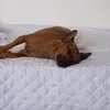 pinschernaldinho