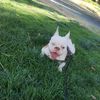 gio.perruno
