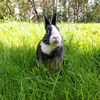 serenebadger