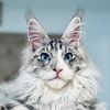 moosethemainecooncat