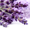 lavender_898