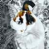 catn_ip