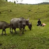 gailathuong