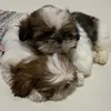 Pawfect Pups