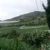 luanquoc508