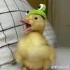 duck_0208