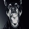 dobermanhotsauce
