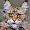 mainecooncat00