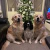 🐾Alfie🐾Bailey🐾Charlie & Mum