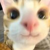 vyuiook