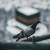 القران الكريم