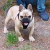 bingo_french.bulldog