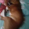 annie_angio