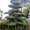 aretabonsai