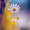 pannaefragole11