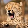 cheetah9d9