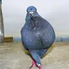 ogry_lubia_pistacje