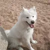 zeus_samoyed