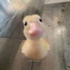mar_likes_ducks