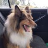 sheltie_pippy