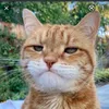 oyen_qweq