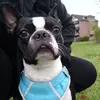 rocky.boston.terrier