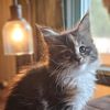 cattybynature528