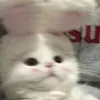 quynhnhu642