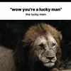 lionshegaw