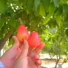 isabellaa_tiktok