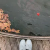 daffodil_nr