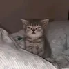 lovekyshati