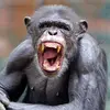 chimpanzees.nuts