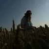 angelique.hry