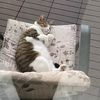 wrigleykitty