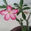lucia90773