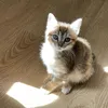 nurilar_