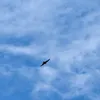 rickythreefingers