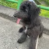 fusa_atu