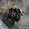 adriangmu
