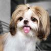 poppydshihtzu