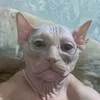 ivvangosling