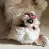 btbbfurbies