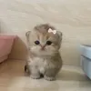azlwxs
