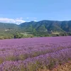 debopatouille