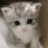 amxvlq