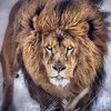 kellerdanielionut
