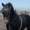 ghythe19