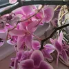 cicuska83