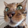 baloo_bengal